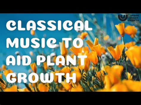 Does Classical Music Help Plants Grow? An Examination of Various Viewpoints